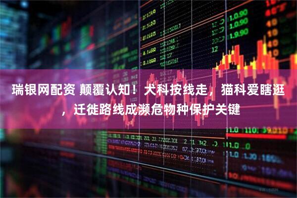 瑞银网配资 颠覆认知！犬科按线走，猫科爱瞎逛 ，迁徙路线成濒危物种保护关键